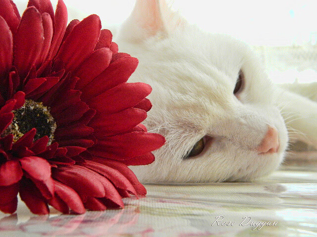 JDG举办电子竞技运动员职业道德研讨会，电子竞技运动员职业要求