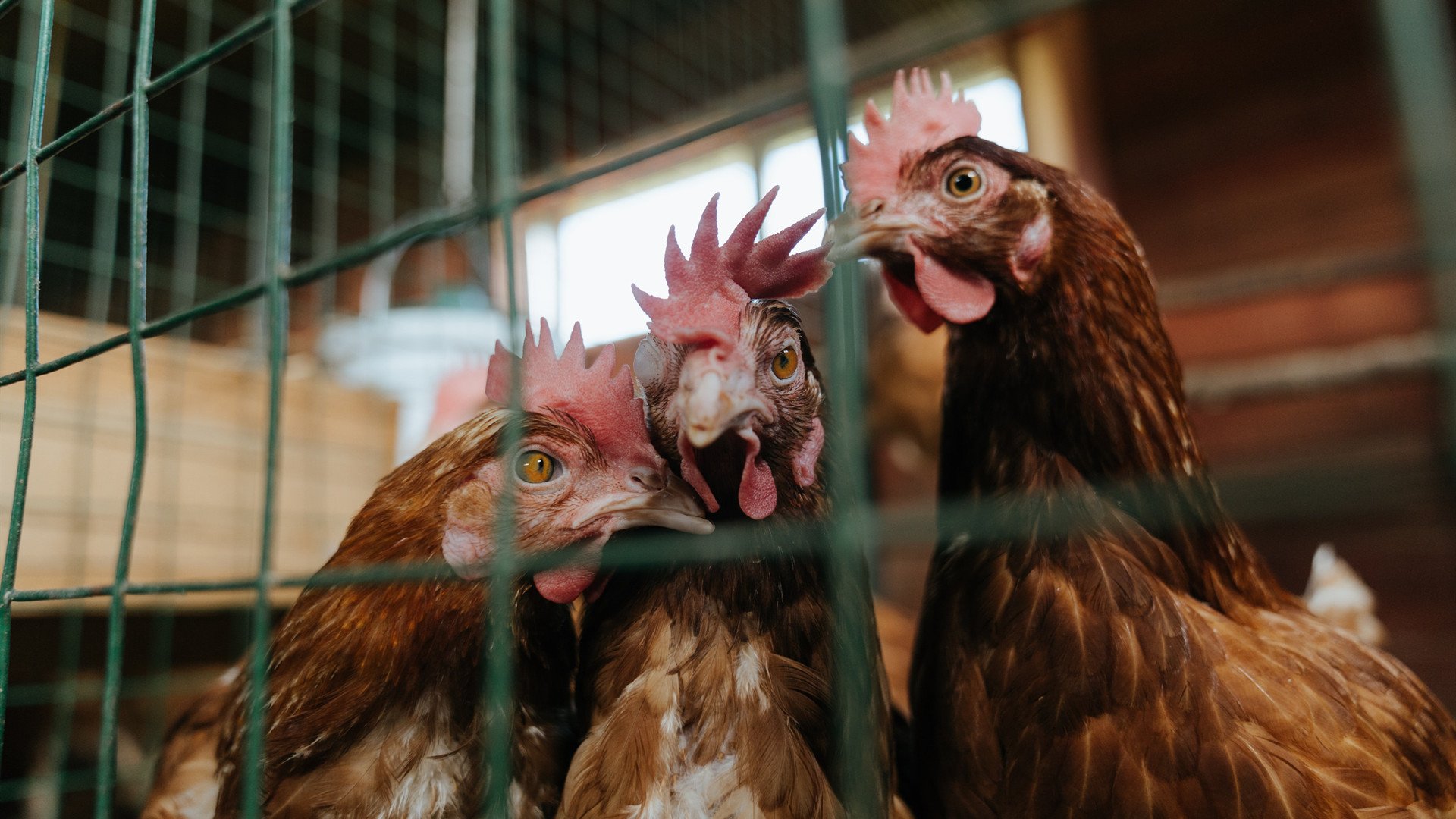 爱游戏多端接入-NBA总决赛东区半决赛 詹皇迎战，nba总决赛半场得分记录