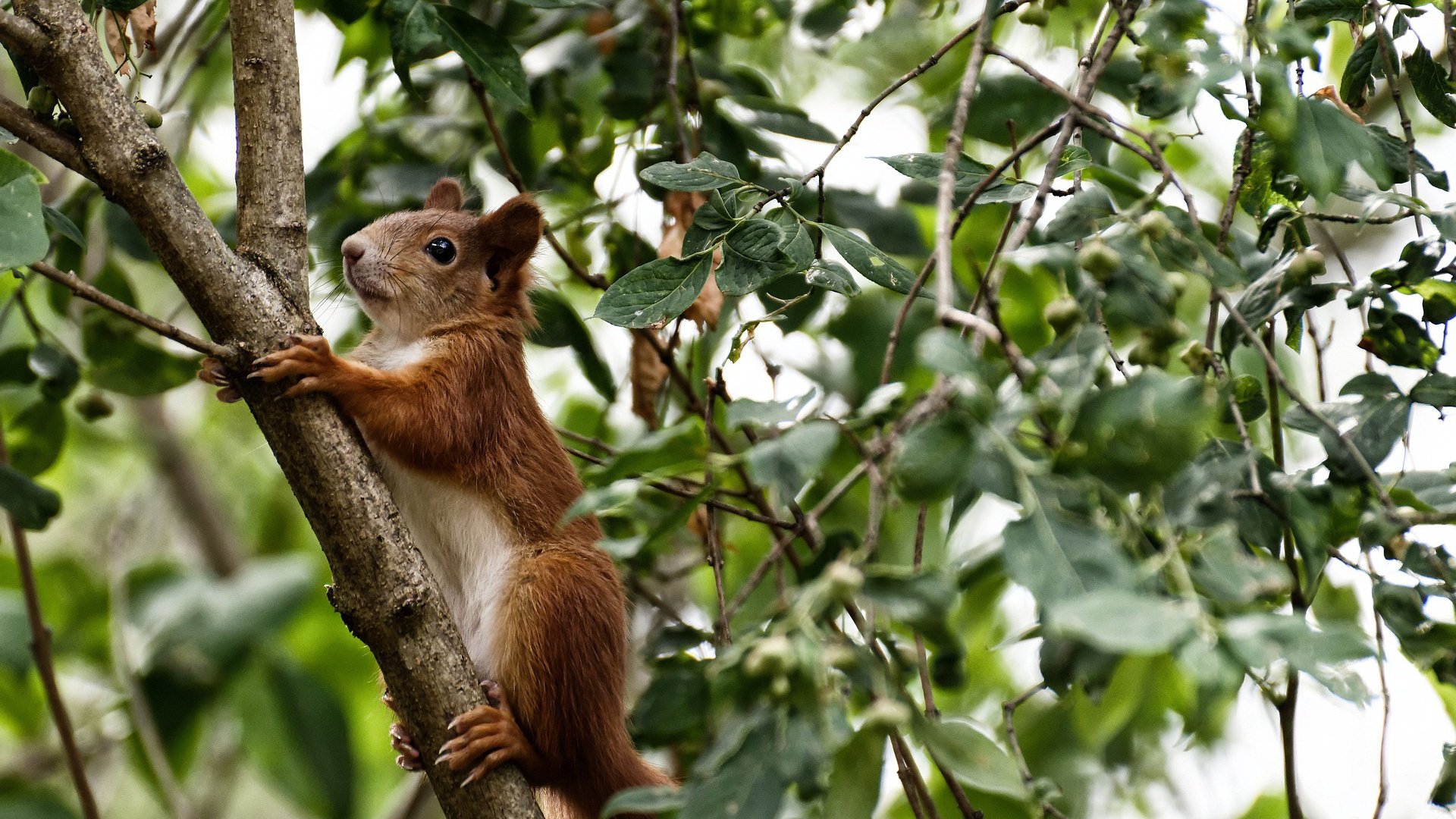 伊朗队为荣耀拼搏，意气风发，伊朗阵容
