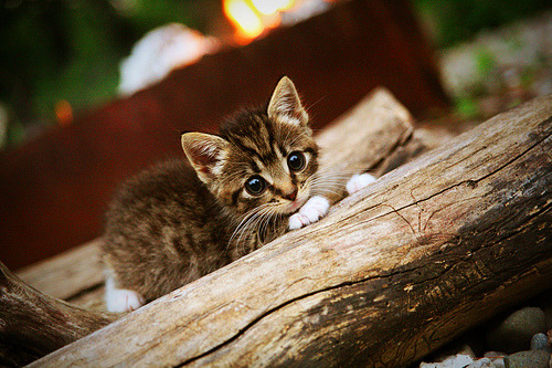 尼斯主场大胜斯特拉斯堡，豪取三分，尼斯vs马赛比赛最新消息