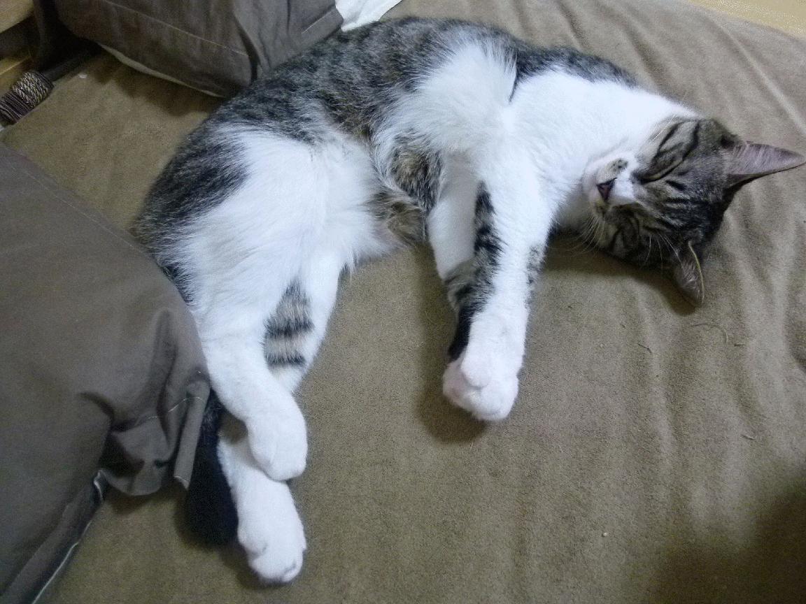 巴西女足队气势如虹，压倒一切对手，巴西女足 43岁