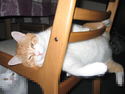 中国篮球联赛观众行为及消费心理分析与营销对策，篮球比赛观众反应