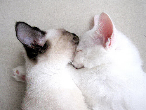 中小学体育课程资源开发与应用策略，中小学体育课程资源开发与应用策略研究