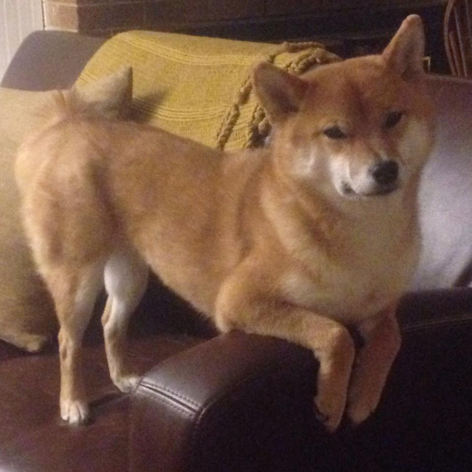 全国青少年棒球锦标赛江北赛区激烈角逐，全国青少年棒球锦标赛江北赛区激烈角逐比赛