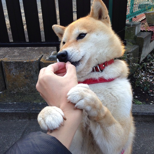 英超比赛中裁判吹罚尺度对战术执行的微观影响，英超裁判口哨