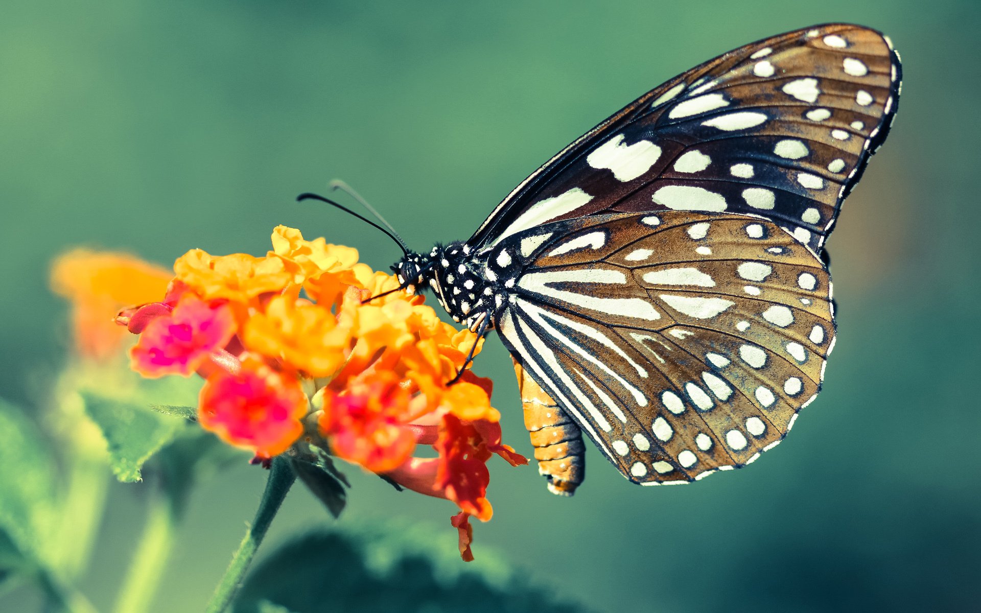 西甲裁判语言模型优化多语种环境下判罚的准确率，西甲裁判小公主